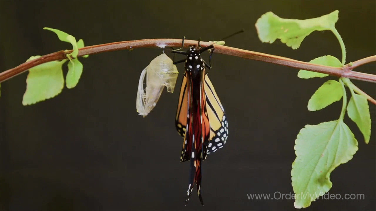 Businesses, Growth and Transformation Matters